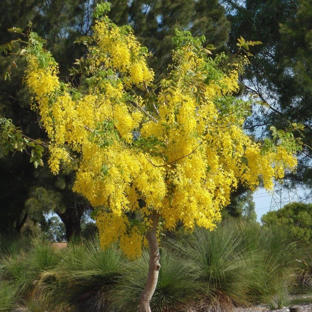 Golden Showers (Cassia fistula) - Ladybird Nursery