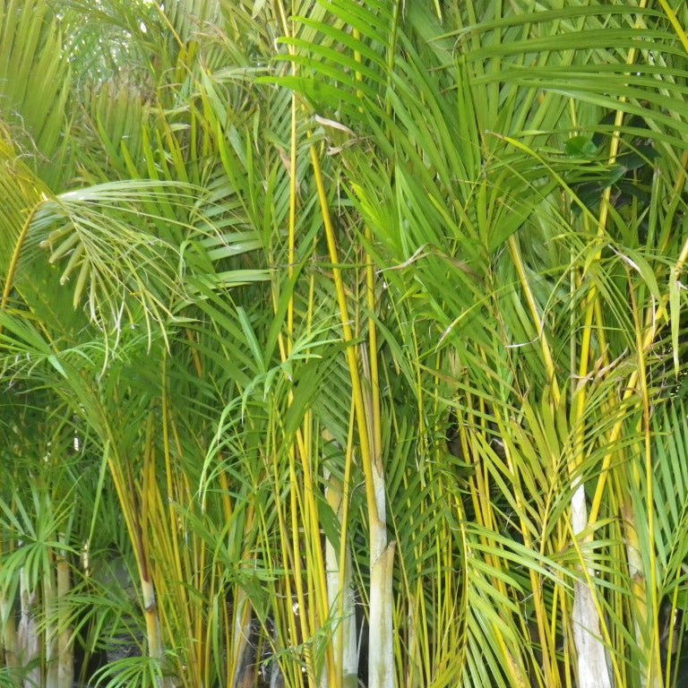 Golden Cane Palms 300mm (PICKUP ONLY) - Ladybird Nursery