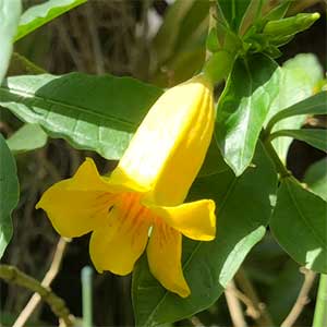 Golden Trumpet Bush (Allamanda neriifolia) - Ladybird Nursery