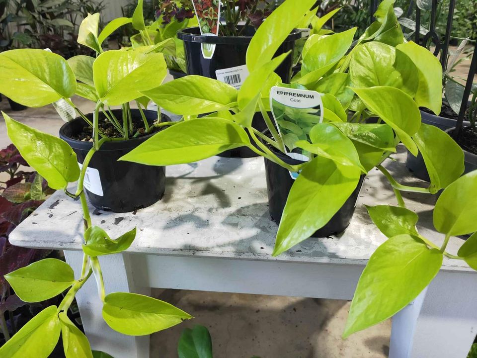 Pothos 'Goldilocks' Hanger (Epipremnum aureum)