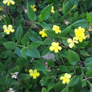 Goodenia 'Gold Cover' - Ladybird Nursery