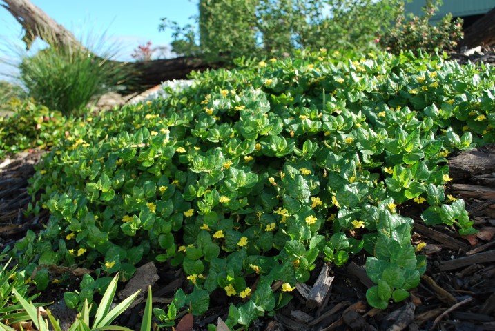 Goodenia ovata 'Edna Walling Coverup'