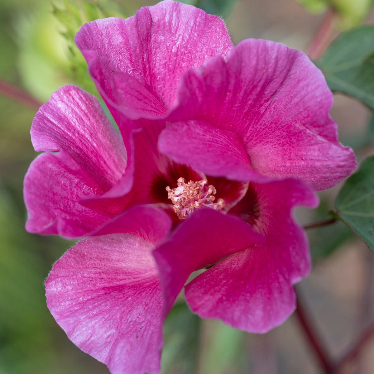 Gossypium 'Flirtatious' - Ladybird Nursery