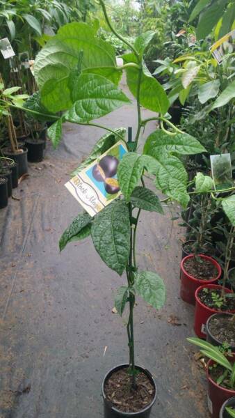 Passionfruit Black Magic (Grafted) - Ladybird Nursery