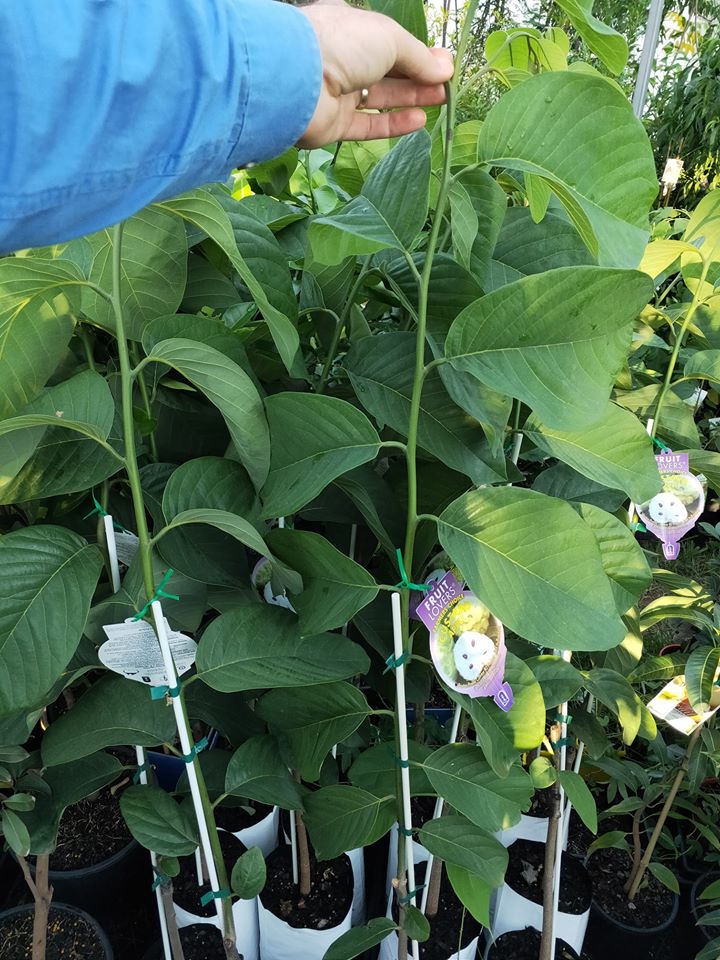 African Pride Custard Apple - Ladybird Nursery