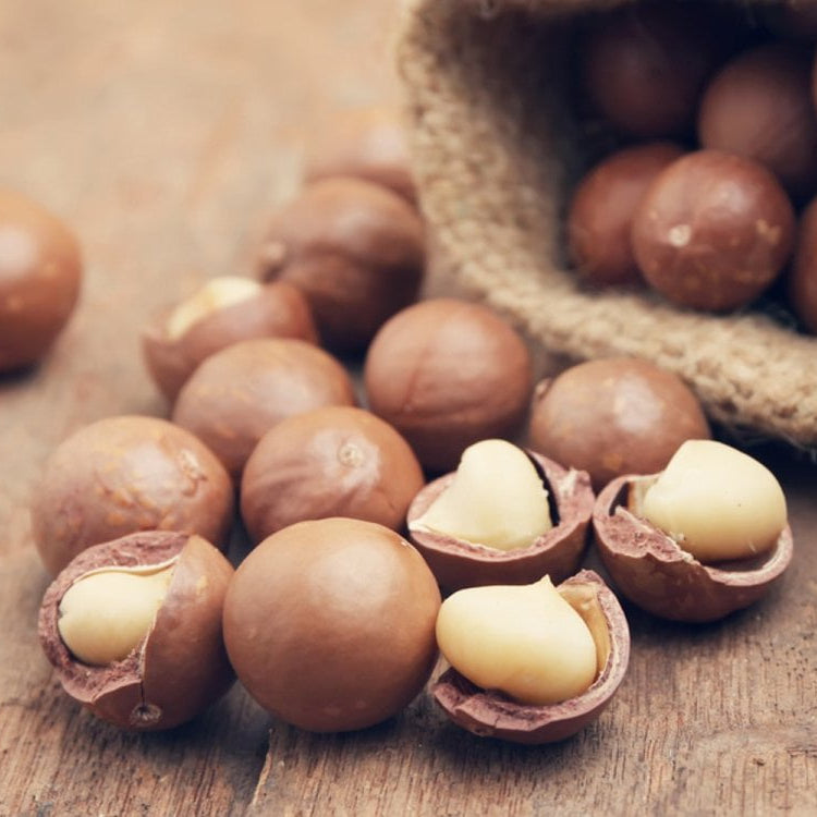 Dwarf Macadamia Nut - Grafted A16 - Ladybird Nursery