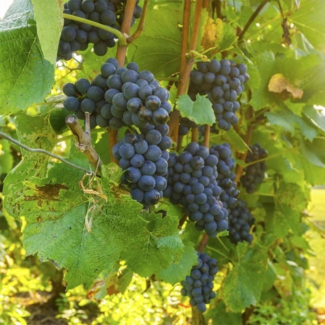 Grape 'Black Muscatel' (Muscat of Hamburg) QLD Only - Ladybird Nursery