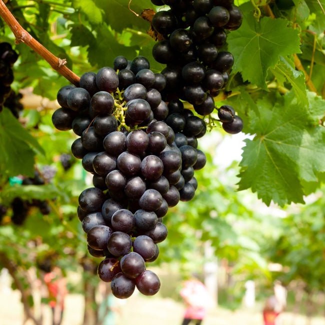 Grape Black Opal - Ladybird Nursery