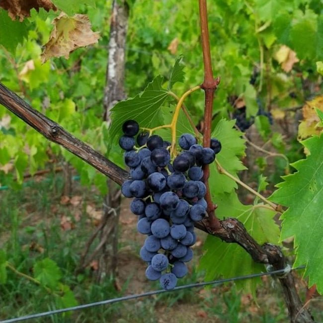 Grape Chambourcin - Ladybird Nursery