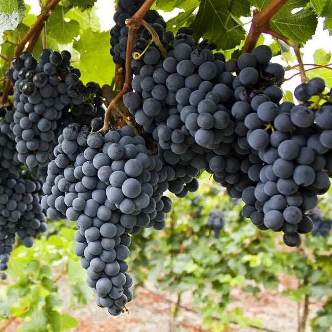 Grape Fantasy Seedless Black - Ladybird Nursery