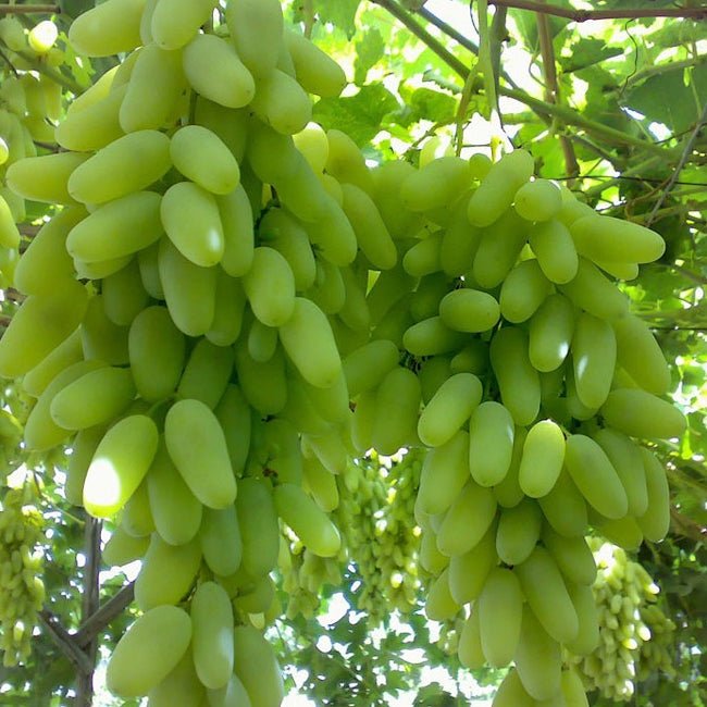 Grape Lady Patricia - Ladybird Nursery
