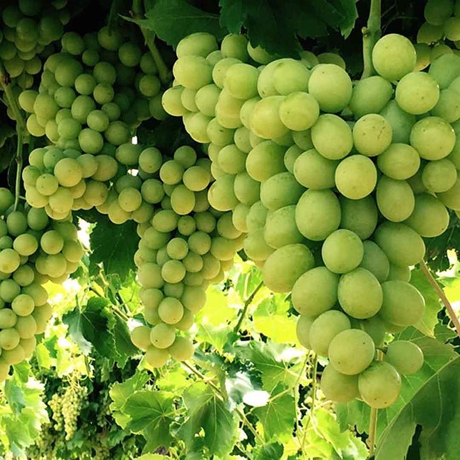 Grape 'Menindee Seedless' (QLD Only) - Large size - Ladybird Nursery