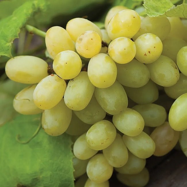 Grape 'Menindee Seedless' (QLD Only) - Large size - Ladybird Nursery