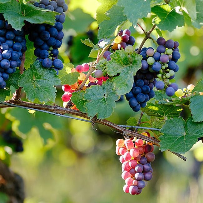 Grape Pinot noir - Ladybird Nursery
