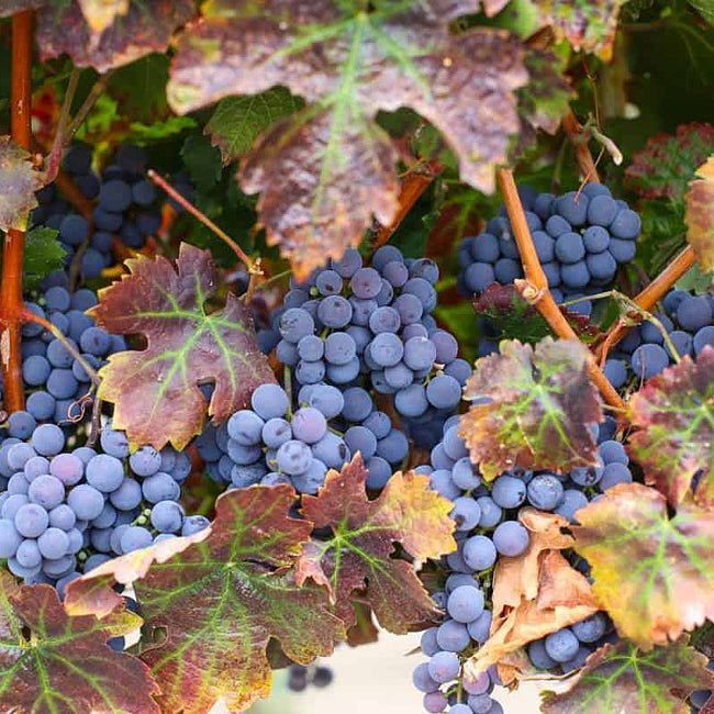 Grape Sangiovese - Ladybird Nursery