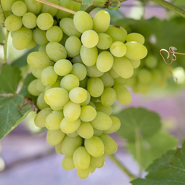 Grape Saturn Seedless