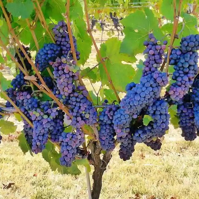 Grape Zante Currant - Ladybird Nursery