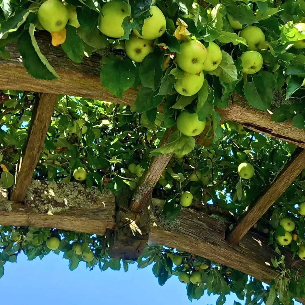 Dwarf Apple 'Granny Smith' (Medium Size) - Ladybird Nursery