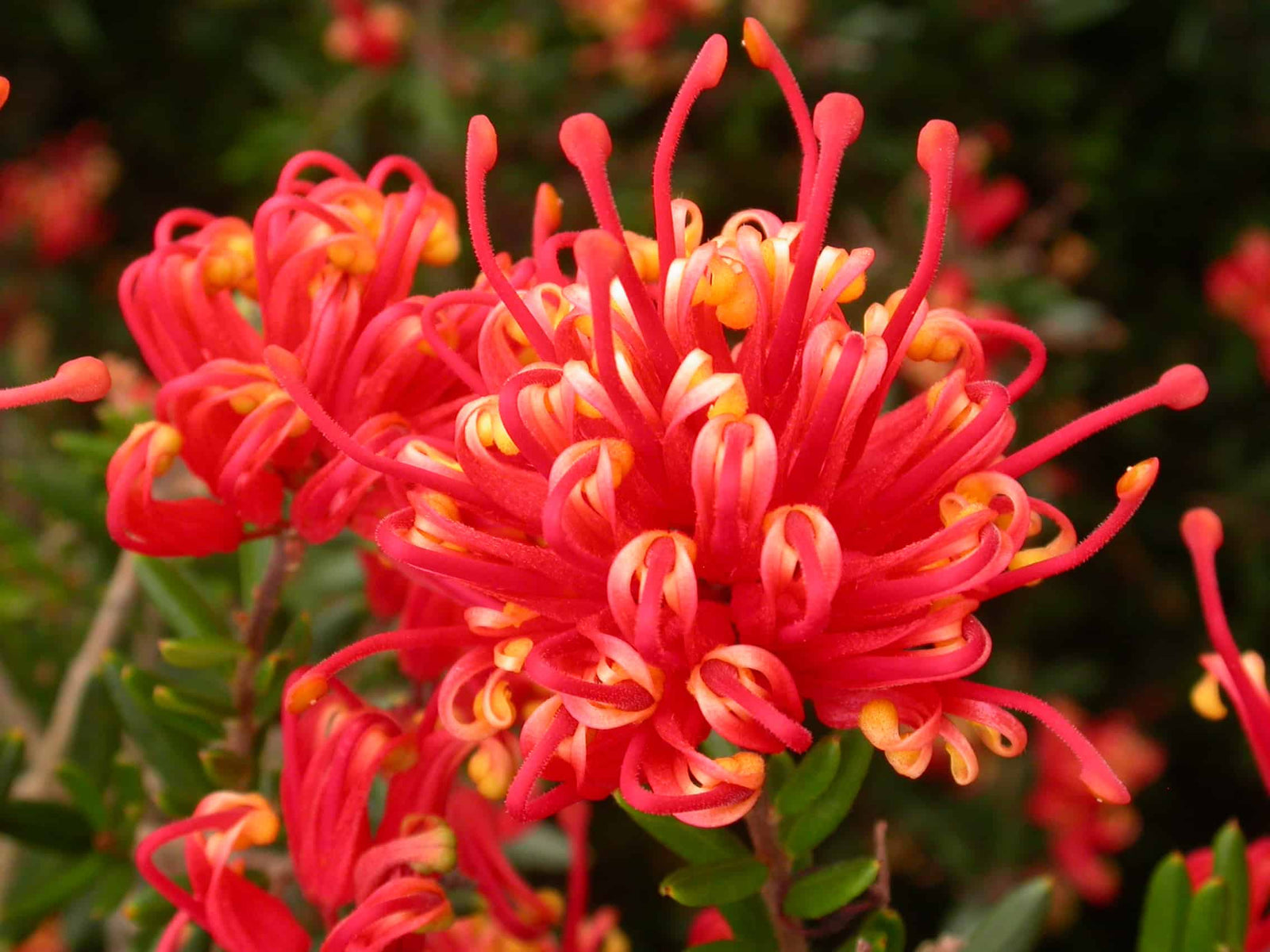 Grevillea Knockout - Ladybird Nursery
