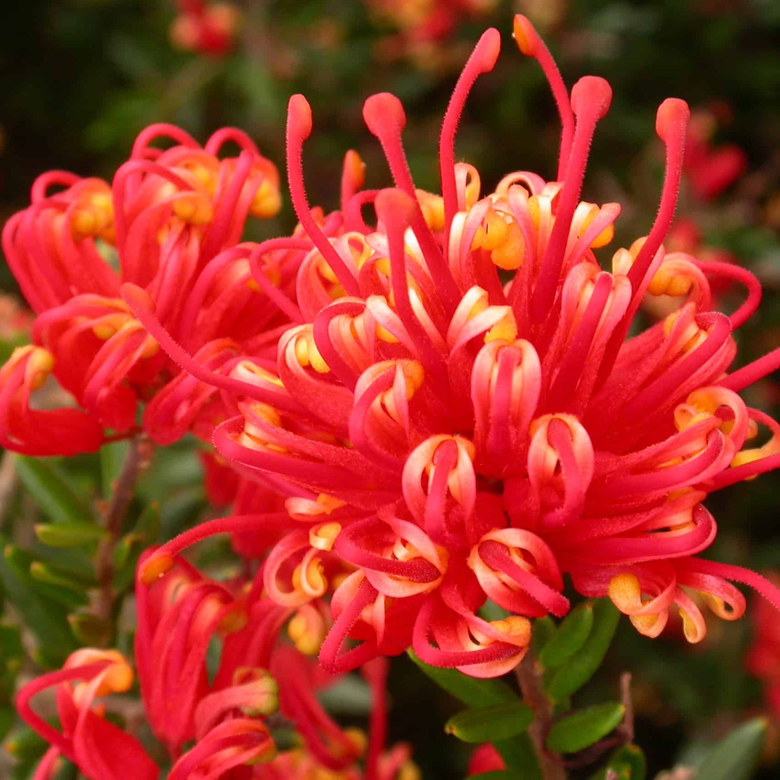 Grevillea Knockout - Ladybird Nursery