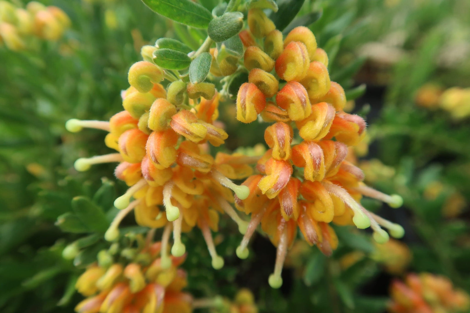 Grevillea Gold Touch - Ladybird Nursery