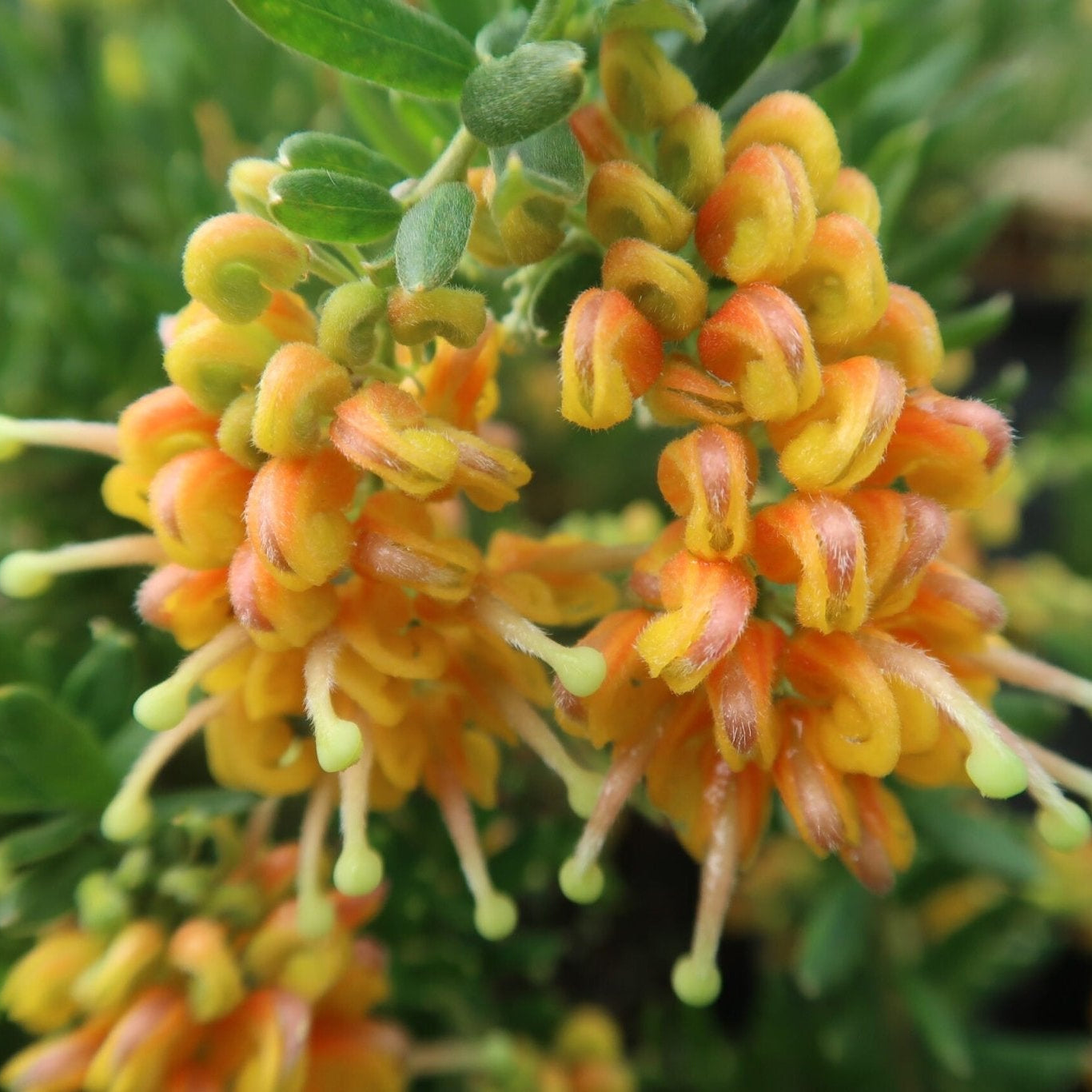 Grevillea Gold Touch - Ladybird Nursery