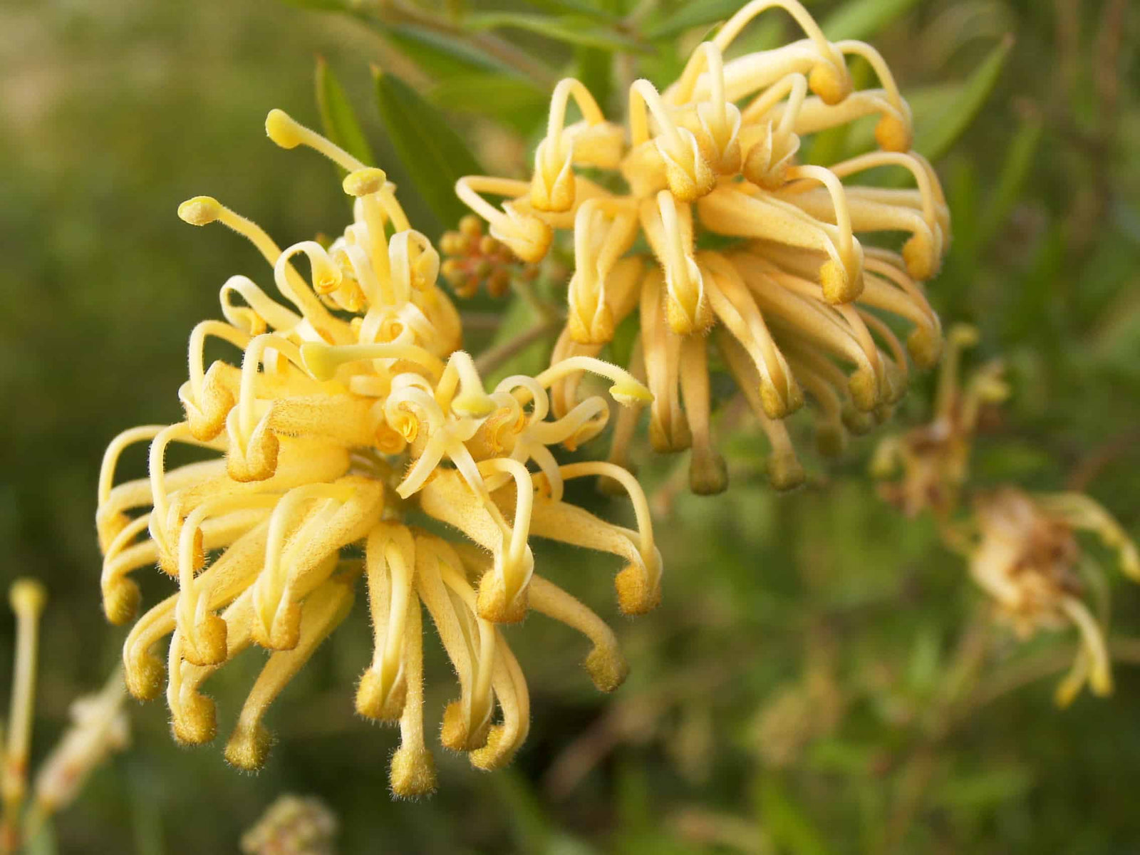 Grevillea Gold Fever - Ladybird Nursery