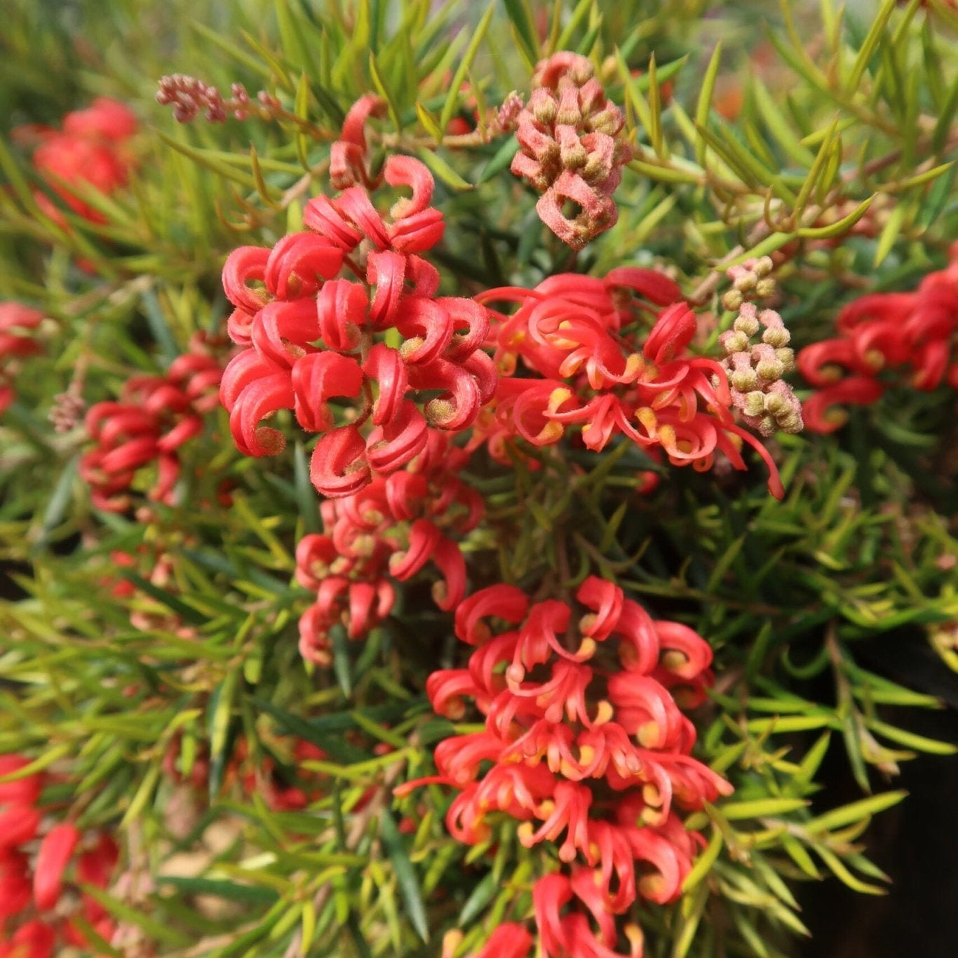 Grevillea Legacy Flame - Ladybird Nursery