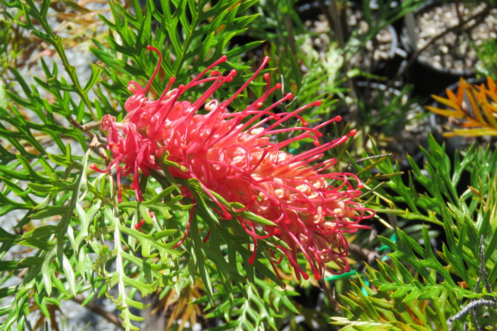 Grevillea 'Little Robyn' 140mm pot - Ladybird Nursery