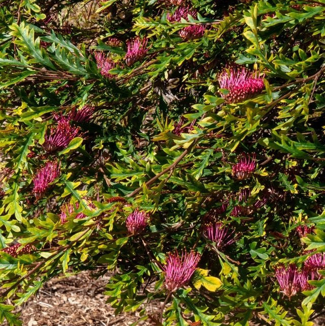 Grevillea 'Amazing Grace' - Ladybird Nursery