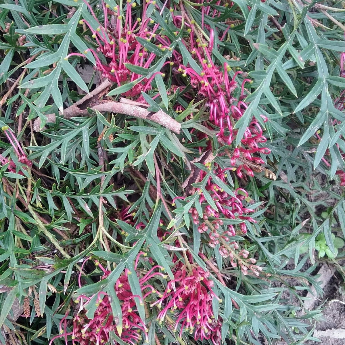 Grevillea Bronze Rambler - Ladybird Nursery