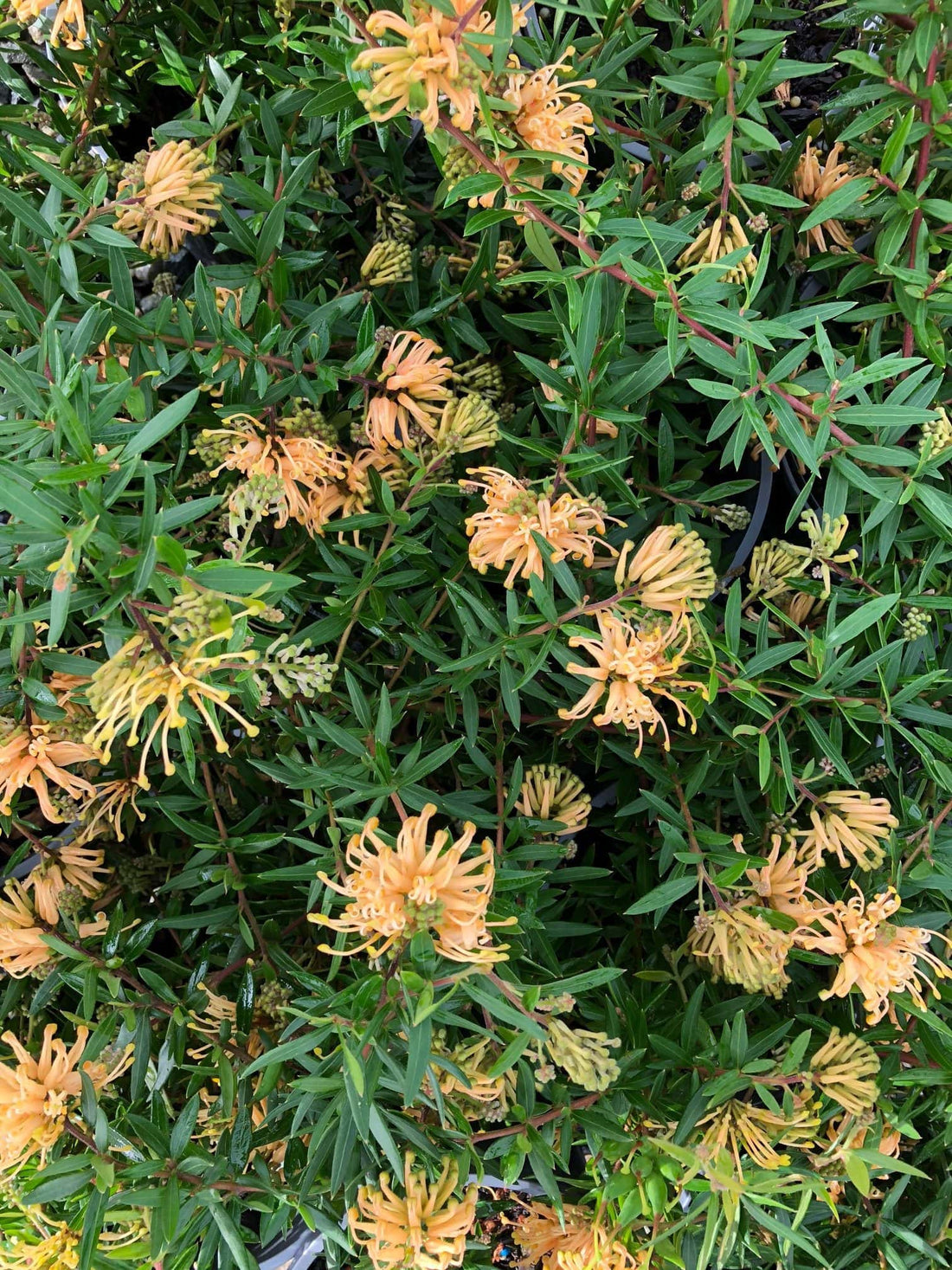 Grevillea Canterbury Gold - Ladybird Nursery