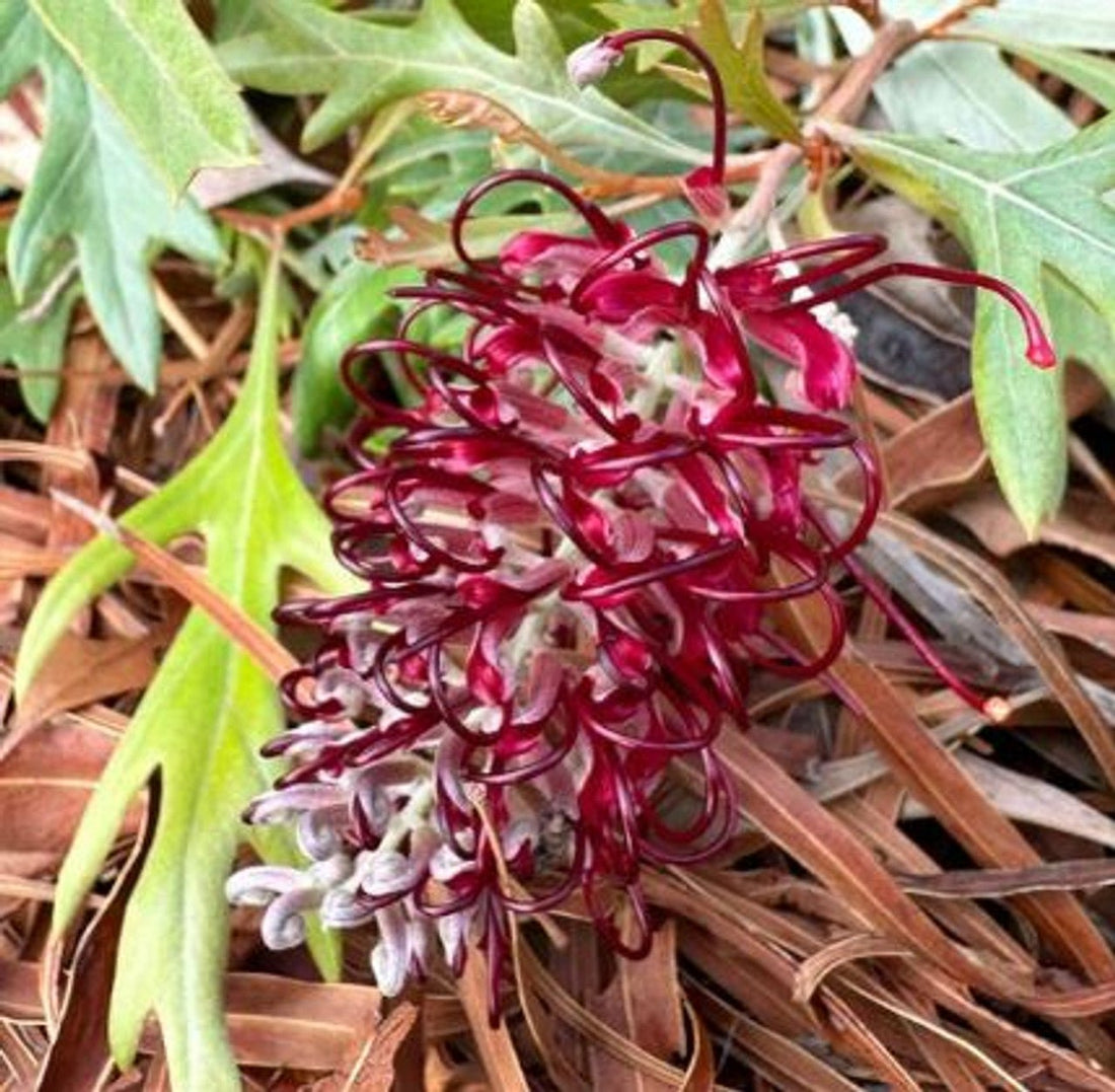 Grevillea 'Cherry Moon' - Ladybird Nursery