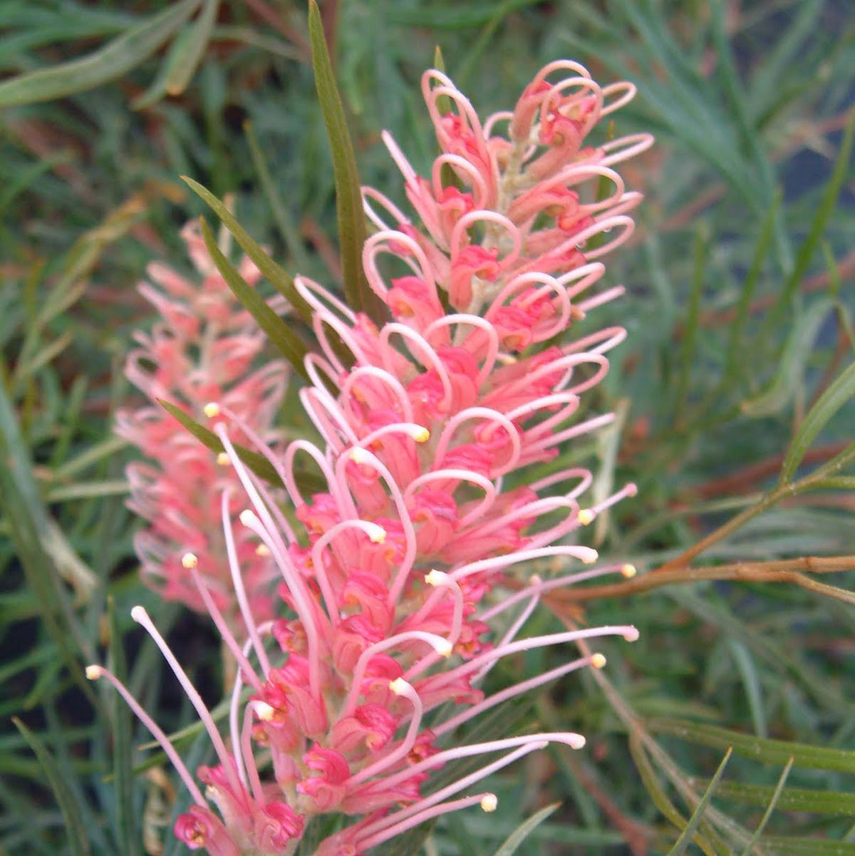 Grevillea Coastal Dawn - Ladybird Nursery