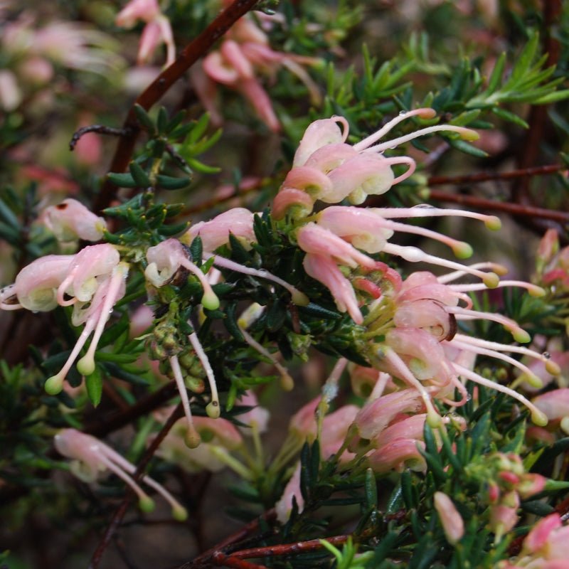 Grevillea Coral Baby - Ladybird Nursery