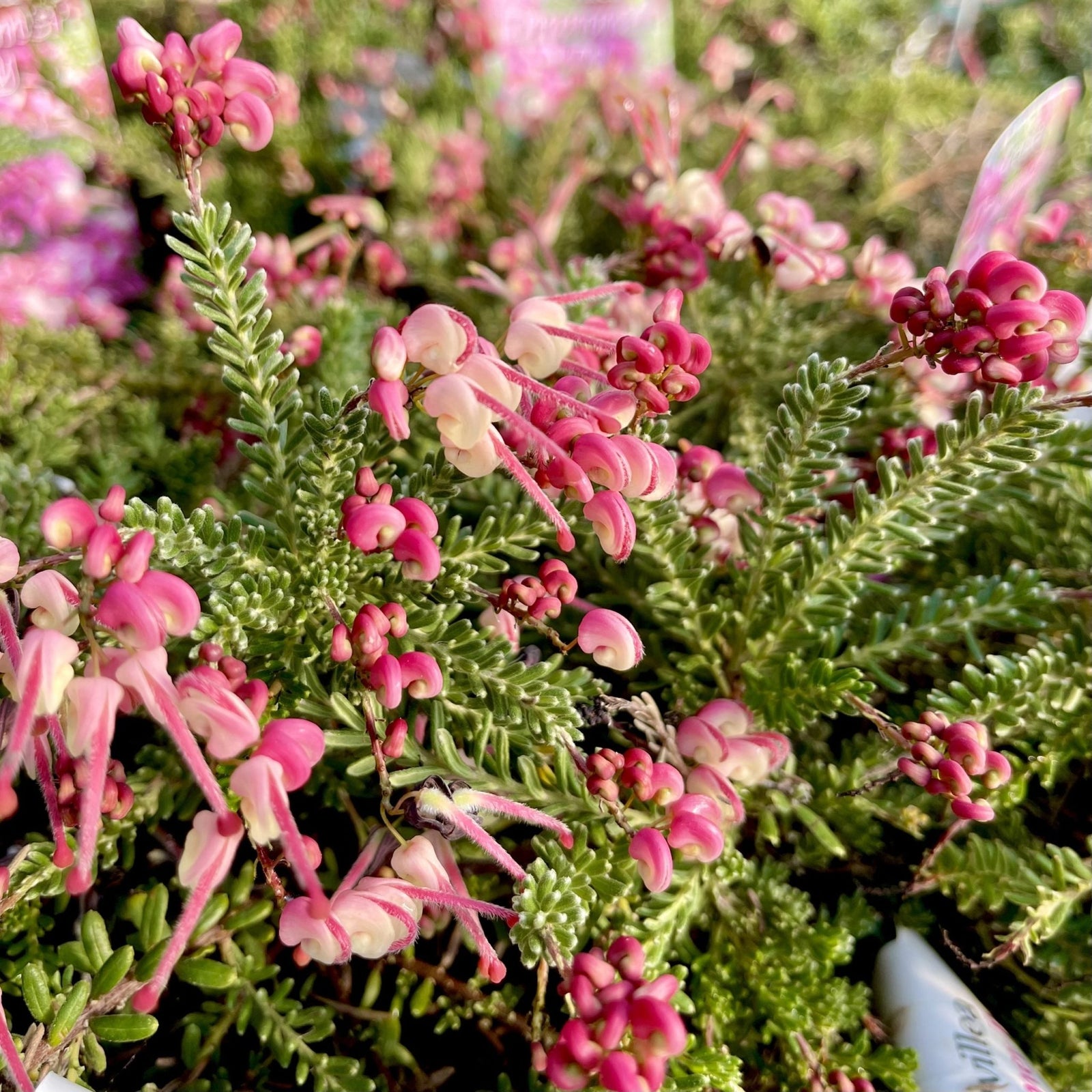 Grevillea Little Drummer Boy (Grevillea lanigera) - Ladybird Nursery