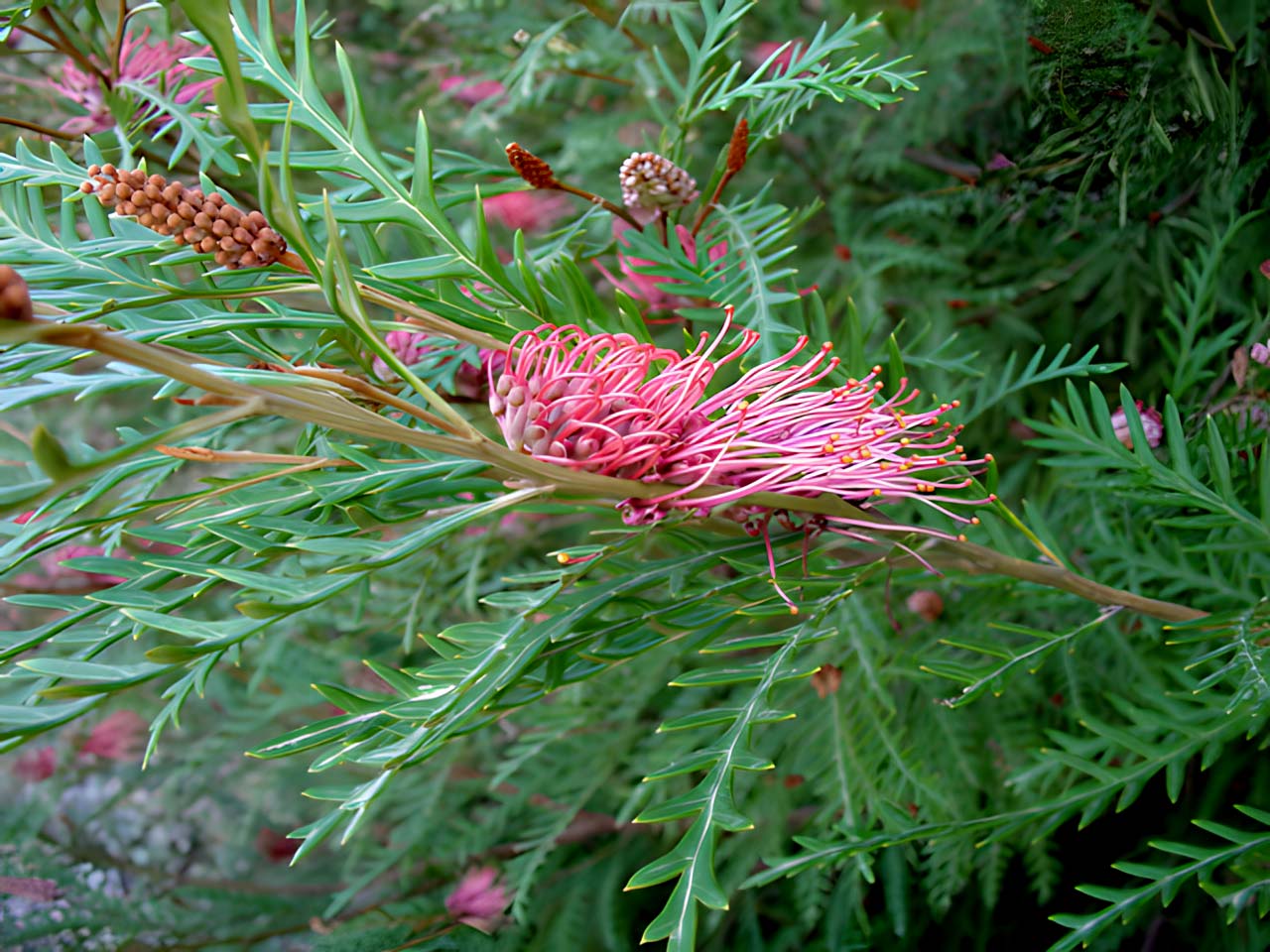 Grevillea 'Hookerana'
