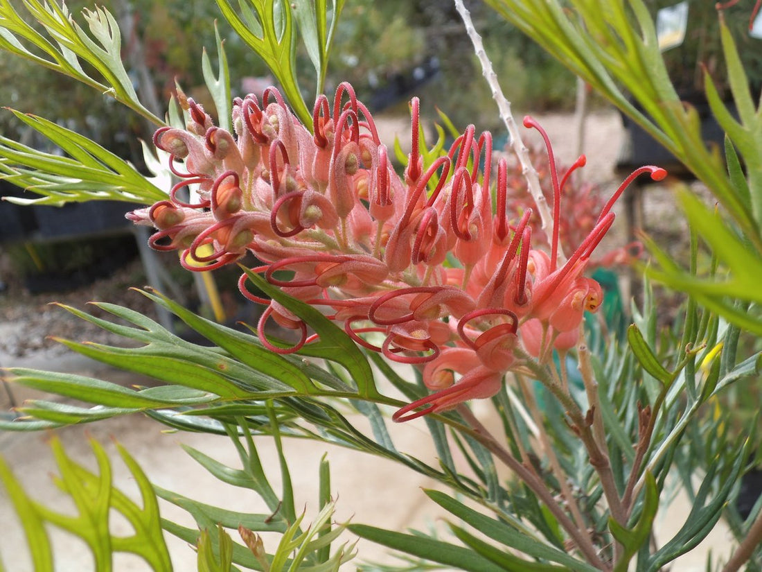 Grevillea 'Little Robyn' 140mm pot - Ladybird Nursery