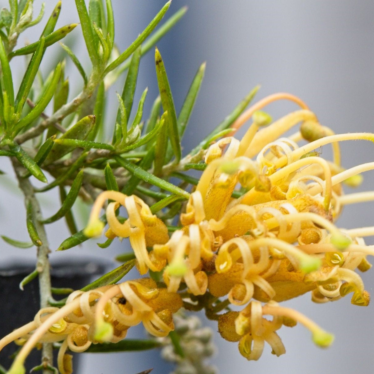 Grevillea Molonglo (Grevillea juniperina) - Ladybird Nursery