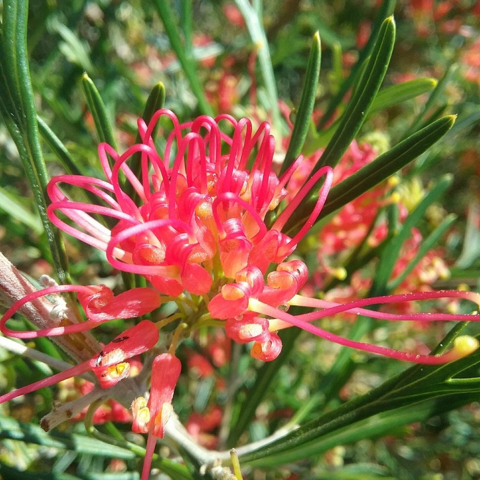 Grevillea Red Sunset - Ladybird Nursery