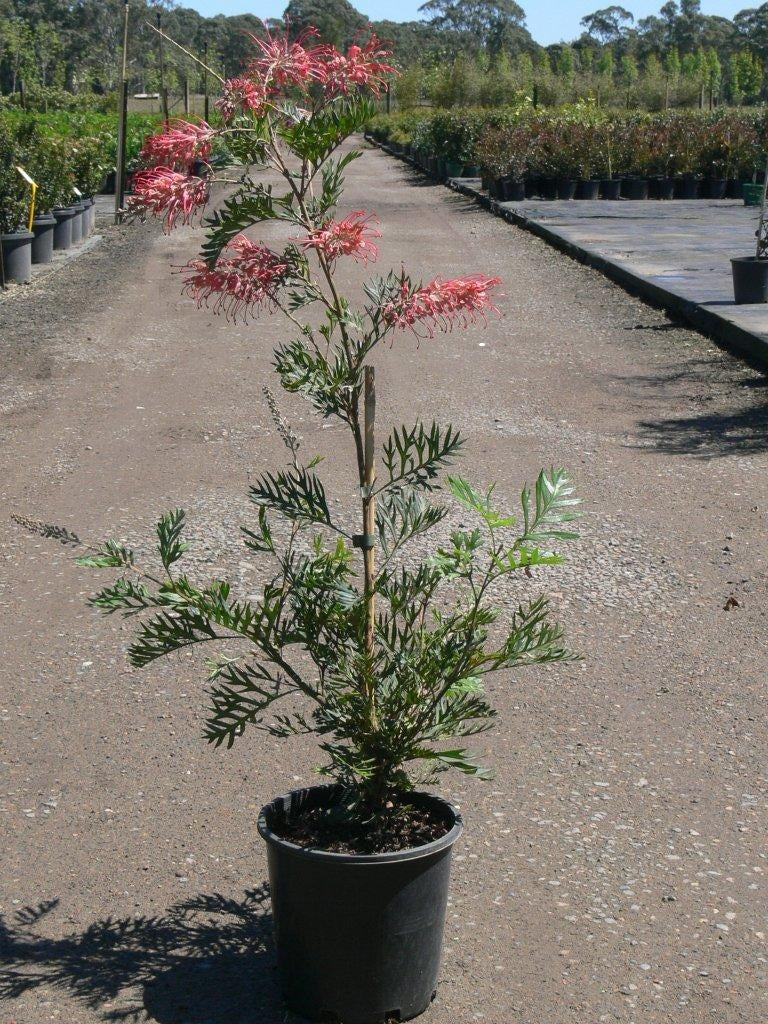 Grevillea 'Robyn Gordon'