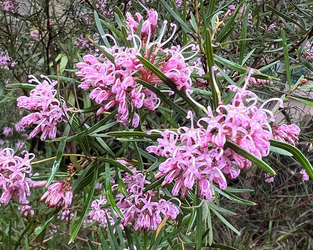Grevillea Pink (Grevillea sericea) - Ladybird Nursery