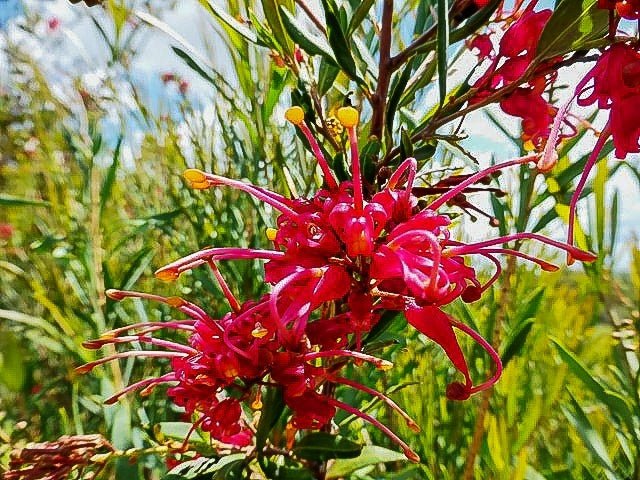 Grevillea Splendour - Ladybird Nursery