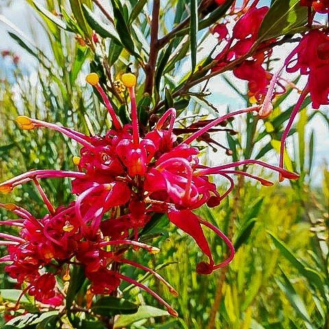 Grevillea Splendour - Ladybird Nursery