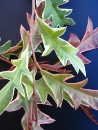 Grevillea Sunkissed Waters Standards - Ladybird Nursery