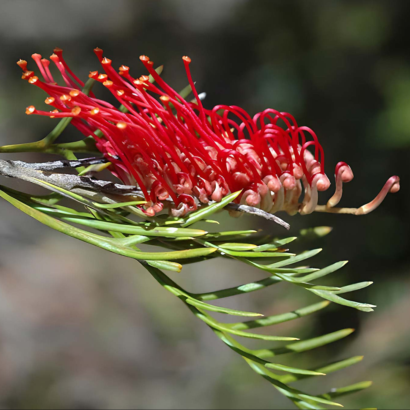 Grevillea 'Hookeriana' - Ladybird Nursery