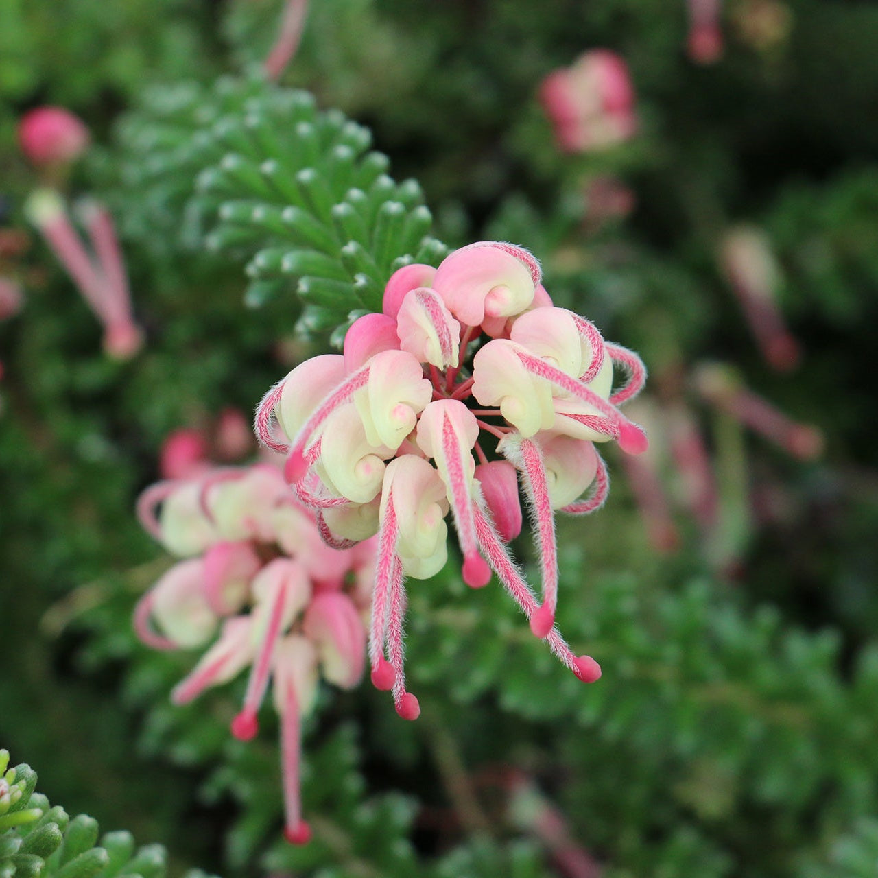 Grevillea 'Mount Tamboritha' - Ladybird Nursery