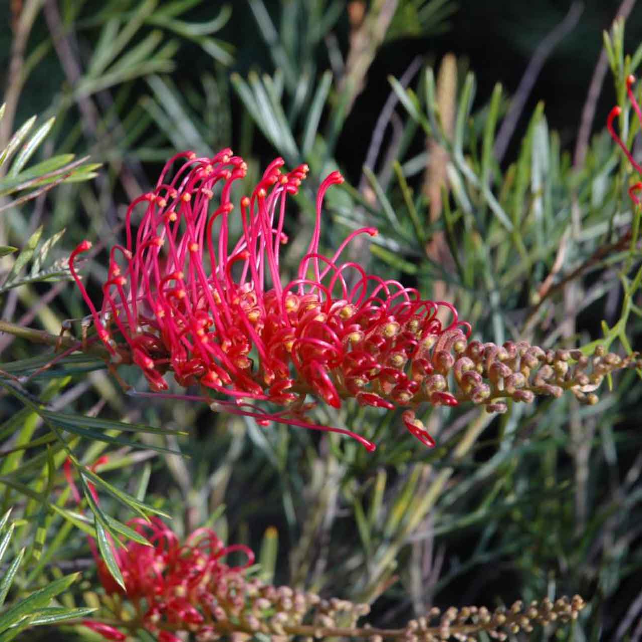 Grevillea 'Raspberry Dream' - Ladybird Nursery