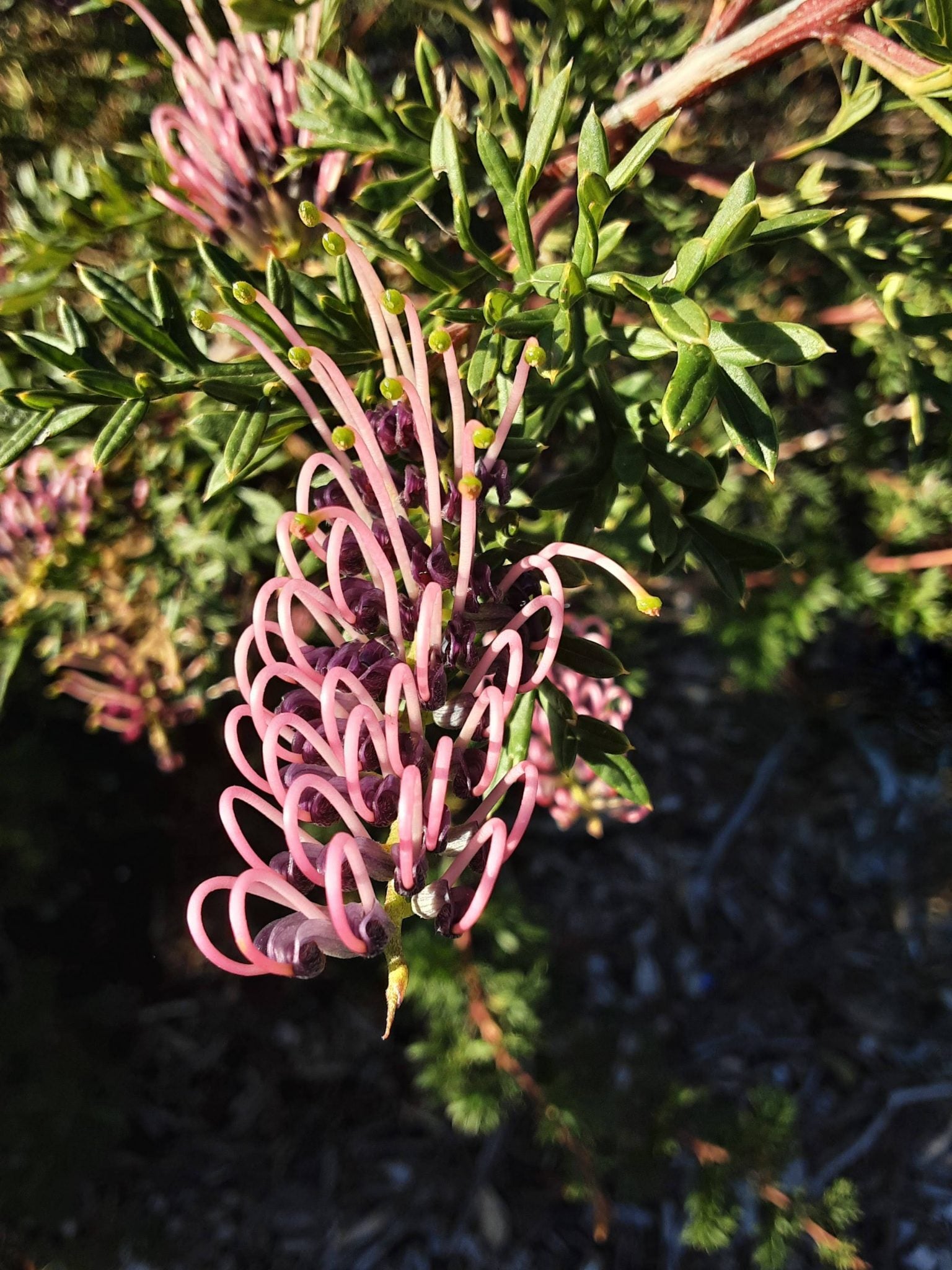 Grevillea Carrington Cross (Grevillea rivularis) - Ladybird Nursery