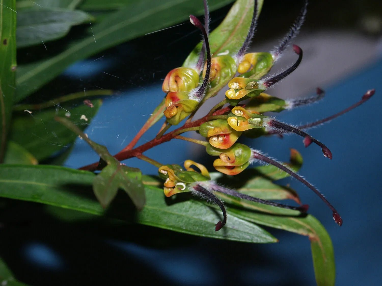Grevillea venusta - Ladybird Nursery